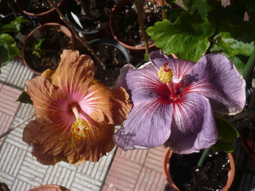 P1410022 - HIBISCUSI 2019-1