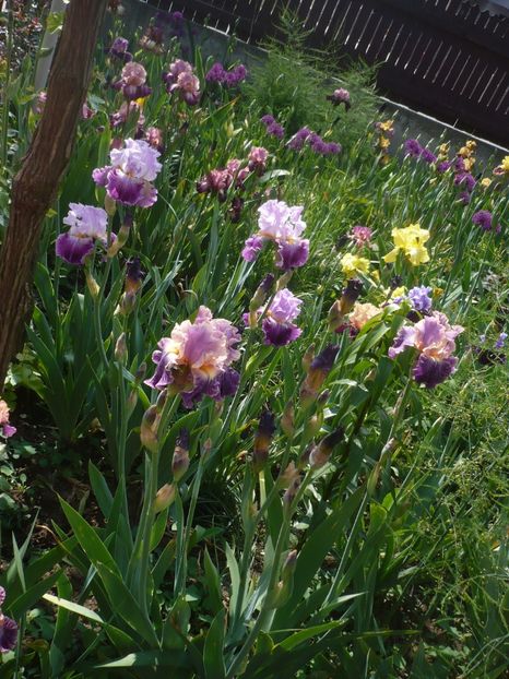 P1410024 - GRADINA 2019