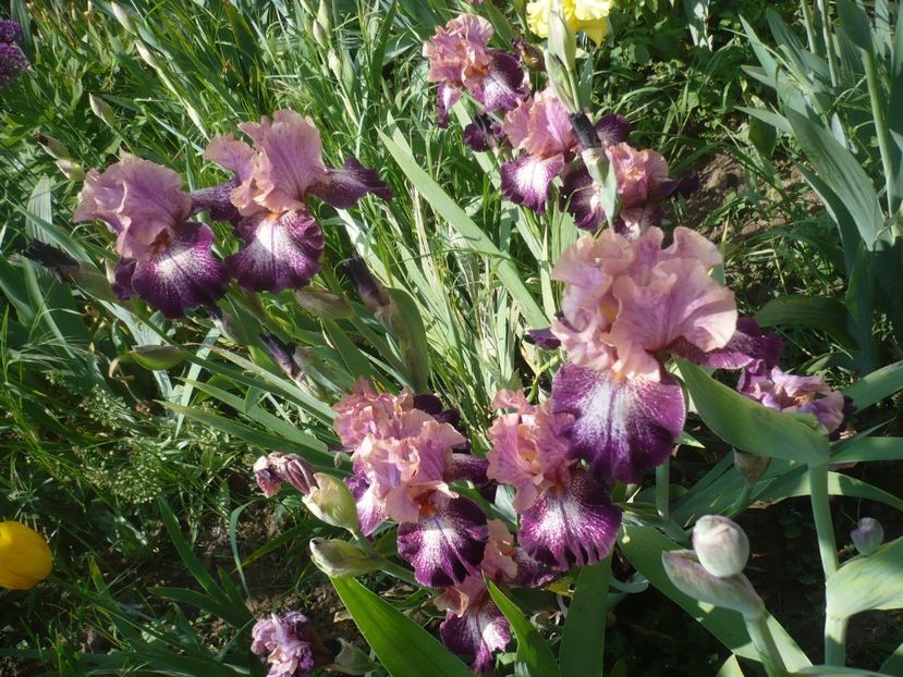 P1410025 - GRADINA 2019