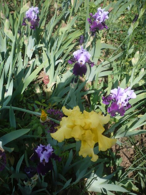 P1410026 - GRADINA 2019