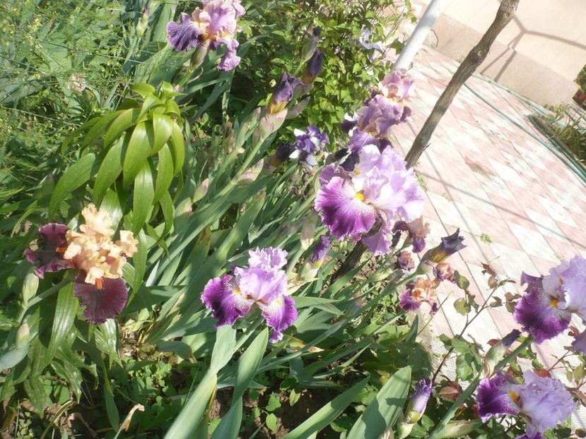 P1410027 - GRADINA 2019