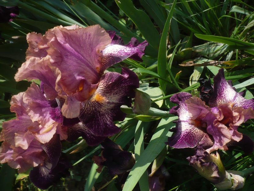 P1410030 - GRADINA 2019