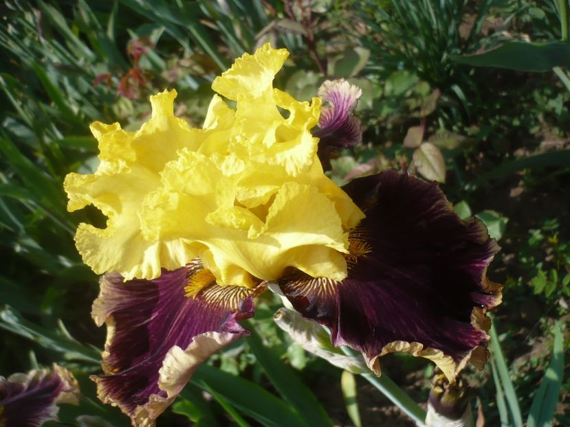 P1410031 - GRADINA 2019