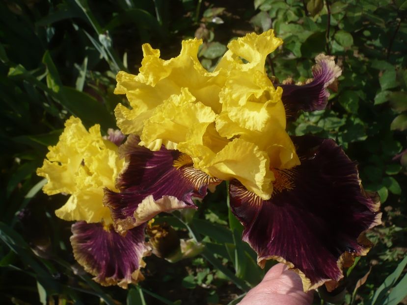 P1410033 - GRADINA 2019