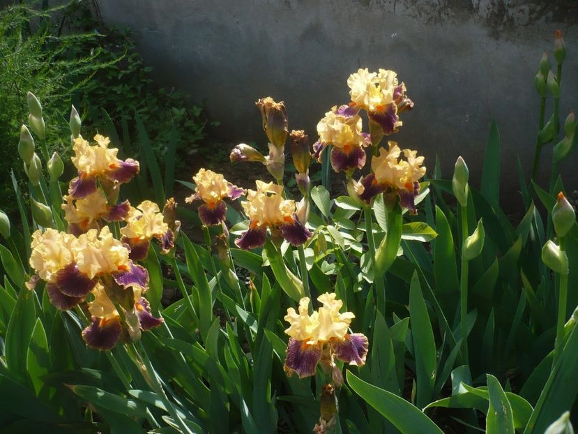 P1410034 - GRADINA 2019