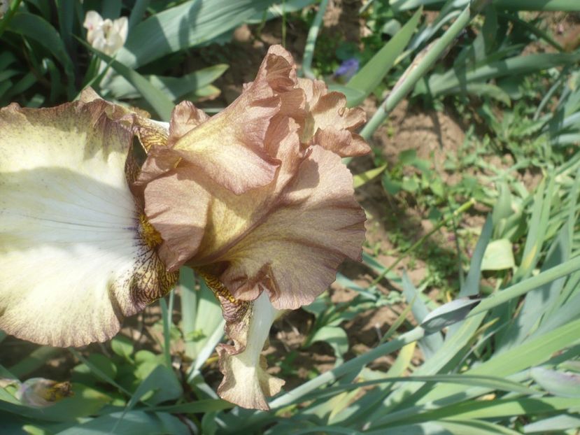 P1410035 - GRADINA 2019