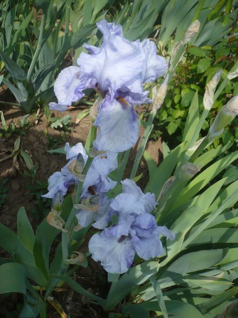 P1410036 - GRADINA 2019