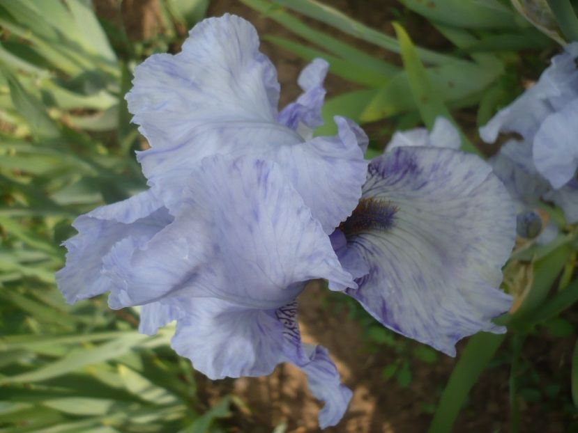 P1410037 - GRADINA 2019