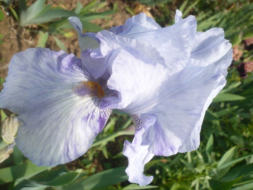 P1410038 - GRADINA 2019