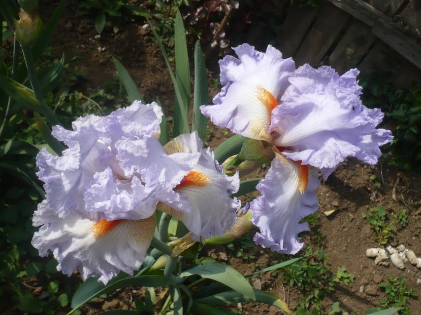 P1410039 - GRADINA 2019