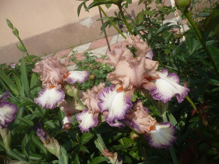 P1410051 - GRADINA 2019