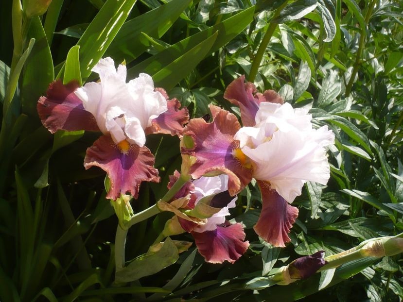 P1410053 - GRADINA 2019