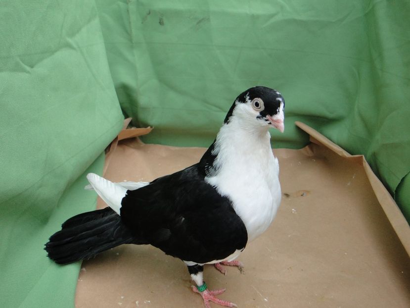 F 2019_9176 - arhiva_porumbei dragi mie