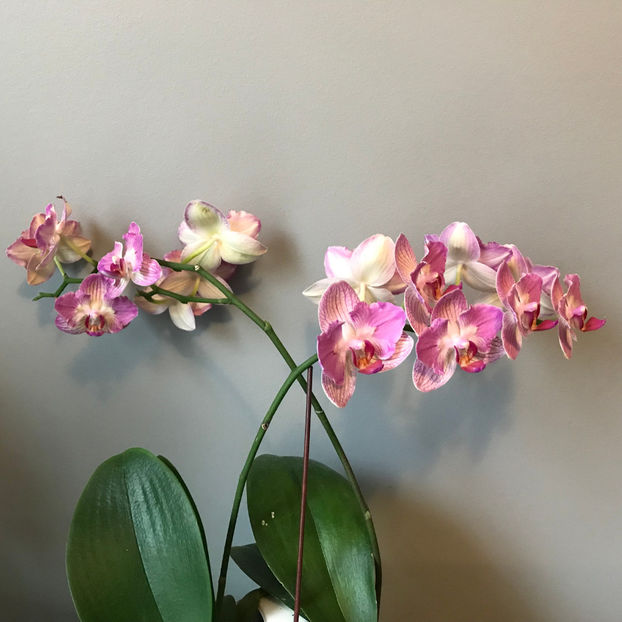  - Plante de interior 2019