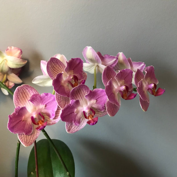  - Plante de interior 2019