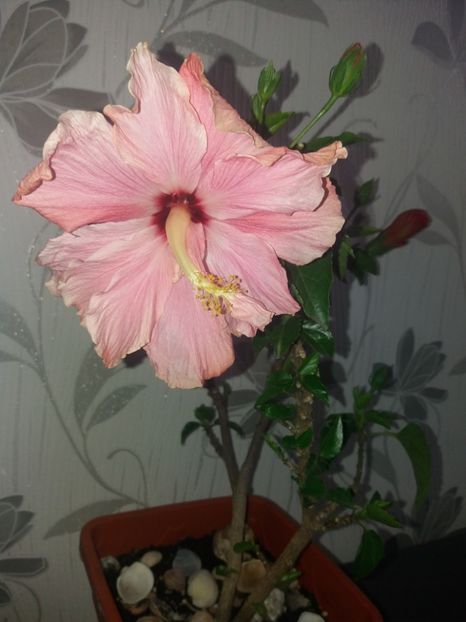  - Florile mele mai 2019