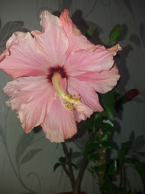  - Florile mele mai 2019