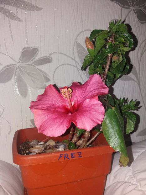  - Florile mele mai 2019