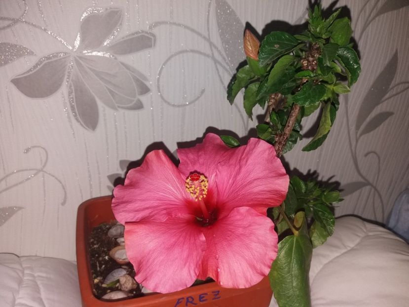  - Florile mele mai 2019