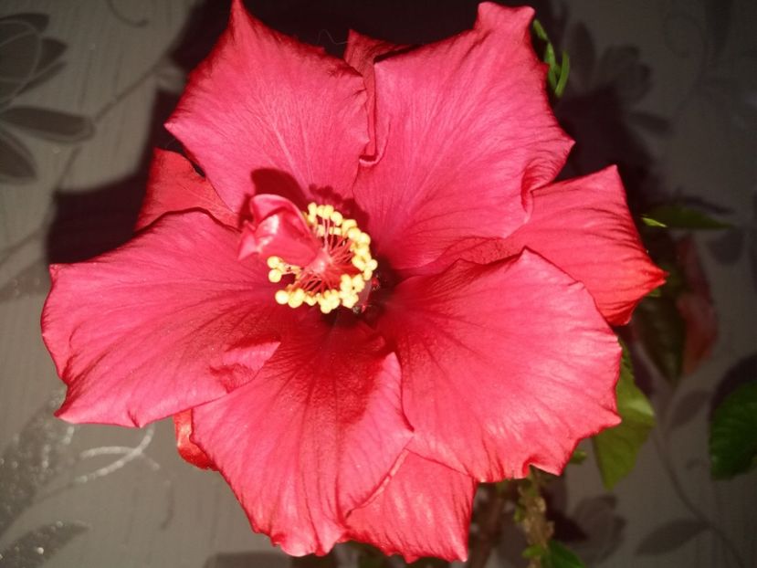  - Florile mele mai 2019