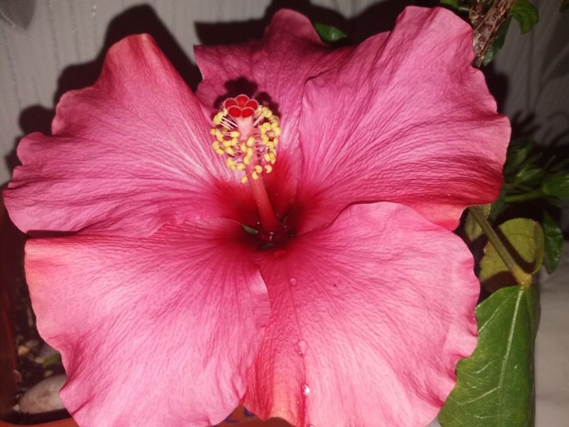  - Florile mele mai 2019