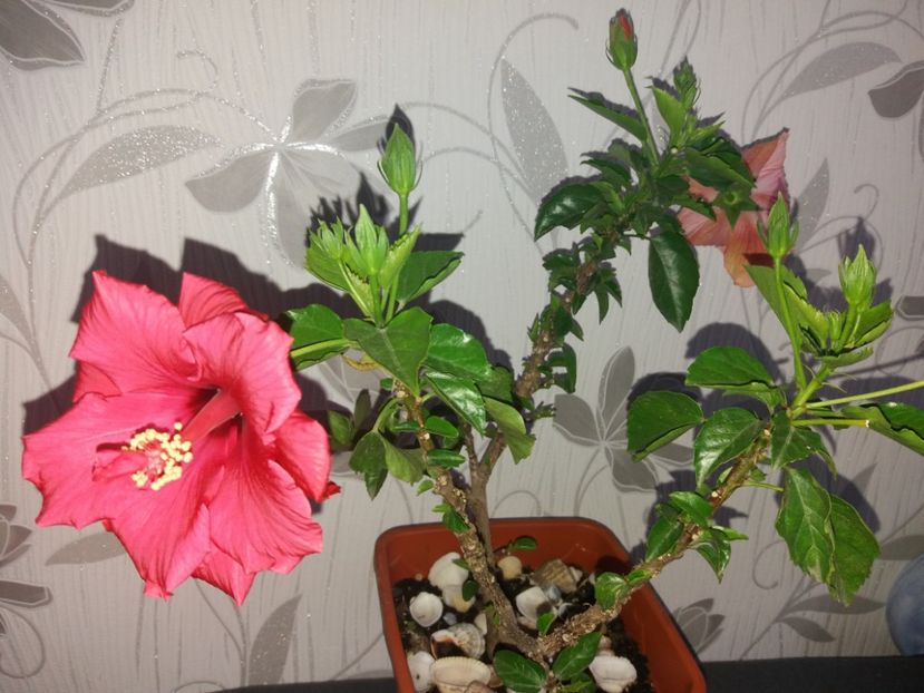  - Florile mele mai 2019