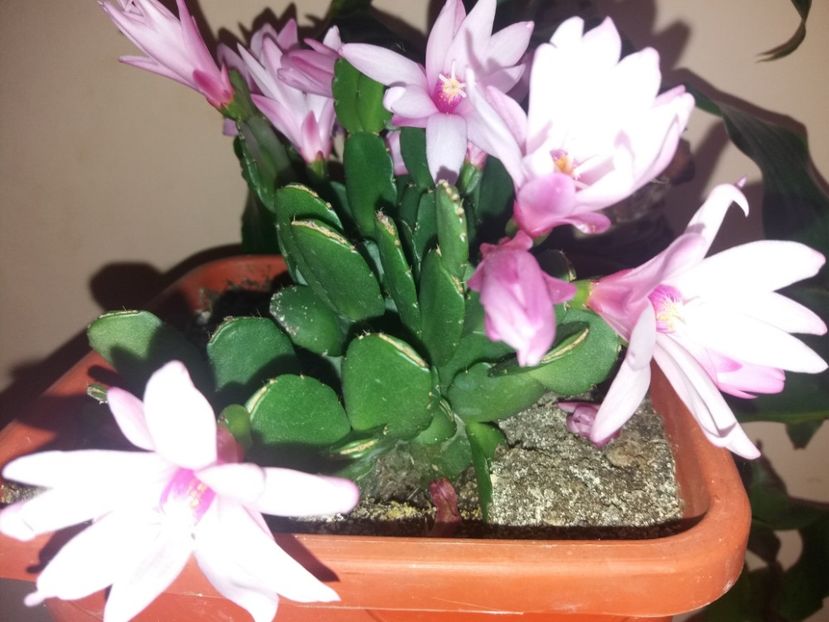  - Florile mele mai 2019