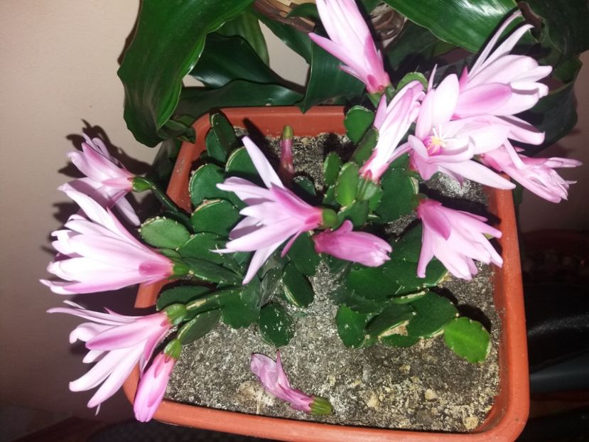  - Florile mele mai 2019