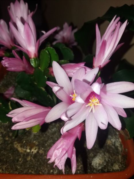  - Florile mele mai 2019