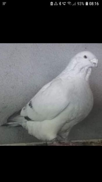 Un mascul greu de văzut - AMINTIRI
