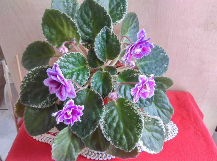  - LE Adagio de la Ana Maria