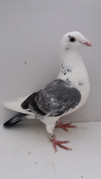 F 2012 vanduta - De! voiajori vanduti