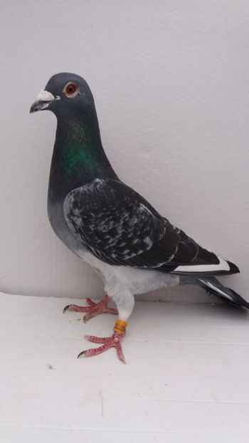 M 2014 vandut 450 - De! voiajori vanduti