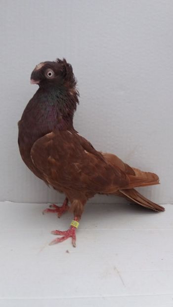 F 2017 - Por bimotati