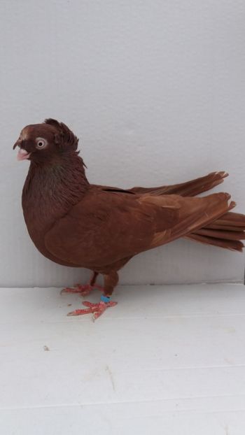 F 2018 - Por bimotati