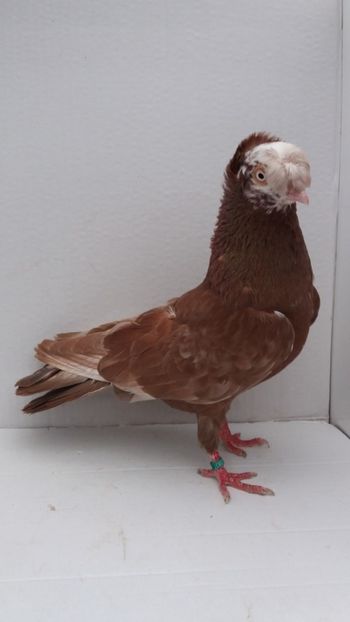 M 2018 - Por bimotati