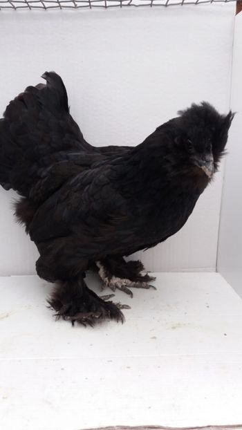 vanduta - De vanzare gainuse mi de flori