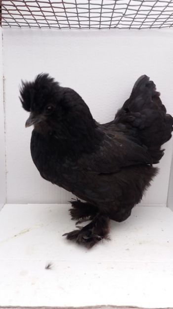 vanduta - De vanzare gainuse mi de flori