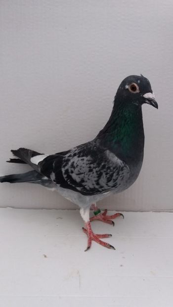 M 2018 vandut - De! voiajori vanduti