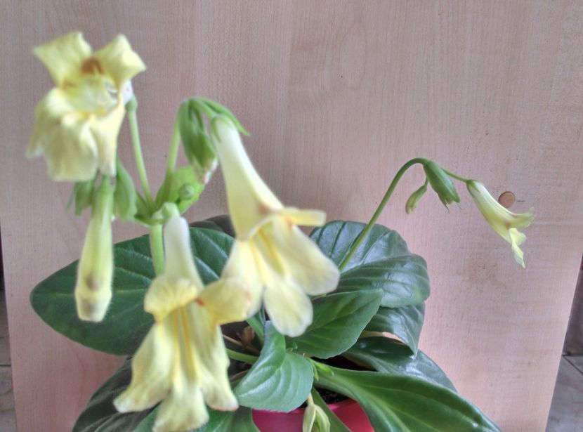  - Chirita Aiko de la Magda