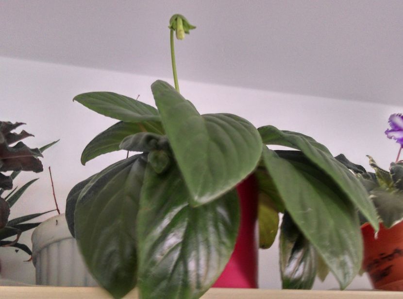  - Chirita Aiko de la Magda