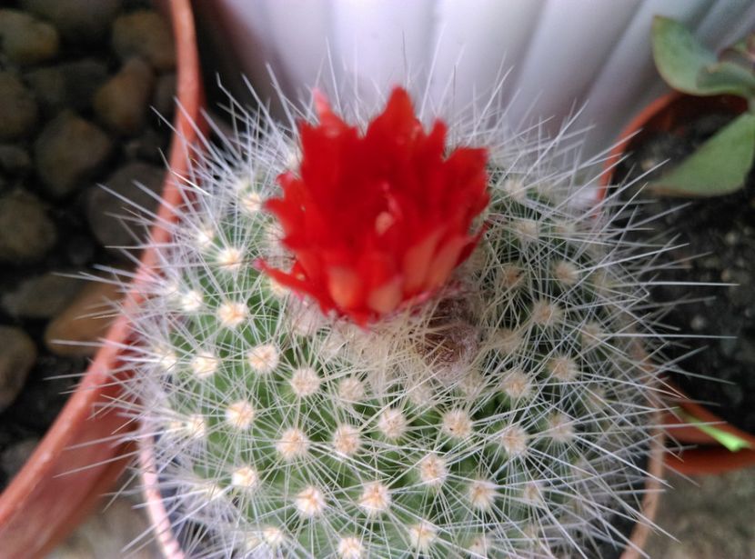  - Cactusi si suculente 2019