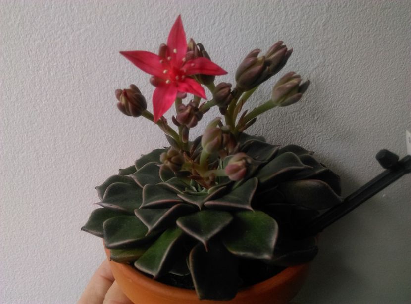  - Cactusi si suculente 2019