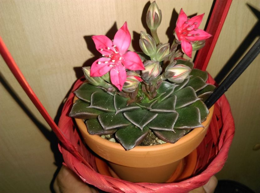  - Cactusi si suculente 2019