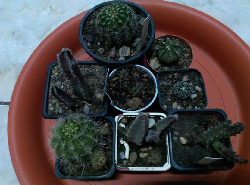  - Cactusi si suculente 2019
