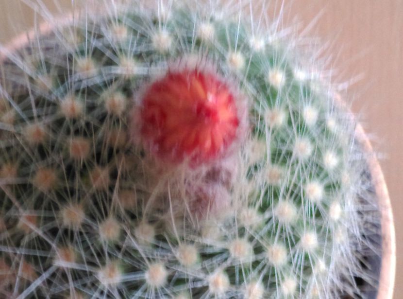  - Cactusi si suculente 2019
