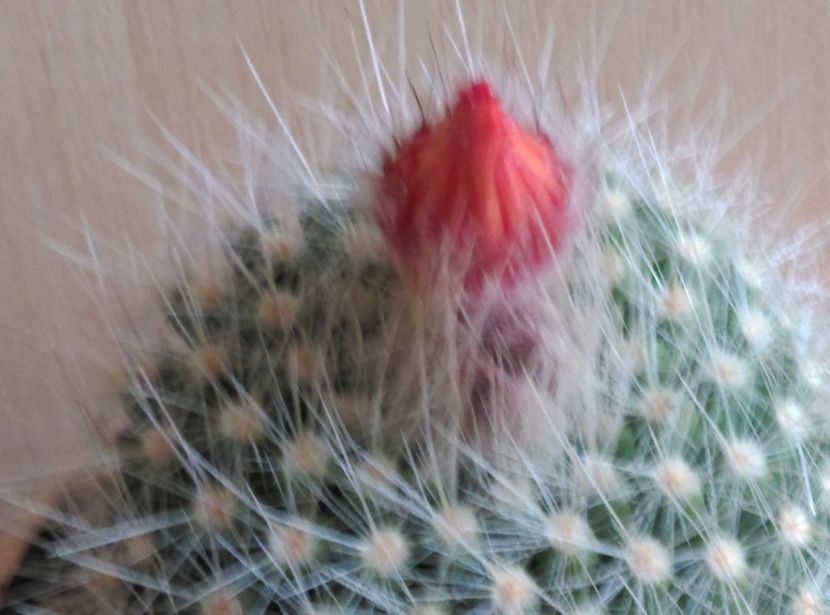  - Cactusi si suculente 2019