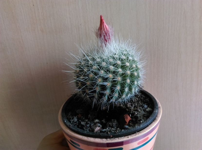  - Cactusi si suculente 2019