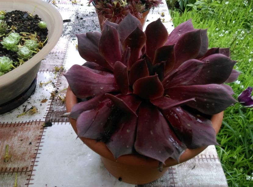  - Cactusi si suculente 2019