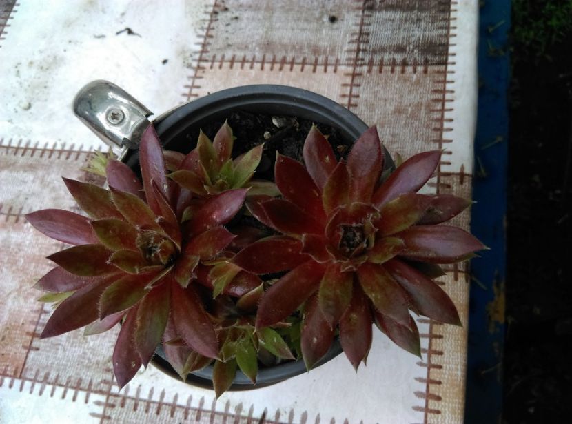  - Cactusi si suculente 2019